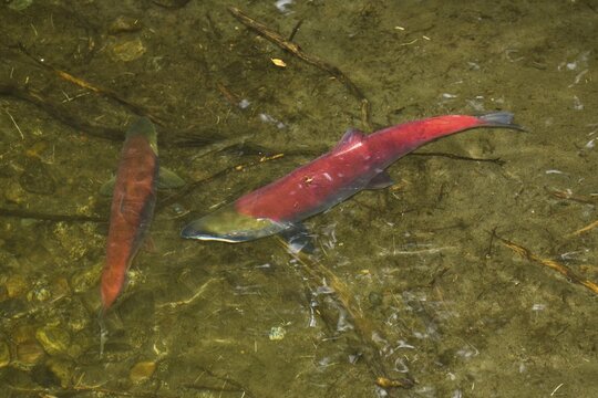Sockeye Salmons (Oncorhynchus nerka) spawning, Alaska, USA