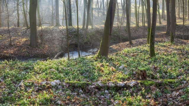 Early spring in the floodplain forest, spring snowflakes in bloom (Leucojum vernum), sun shining through the morning mist, Zeitz Forest, Saxony-Anhalt, Germany