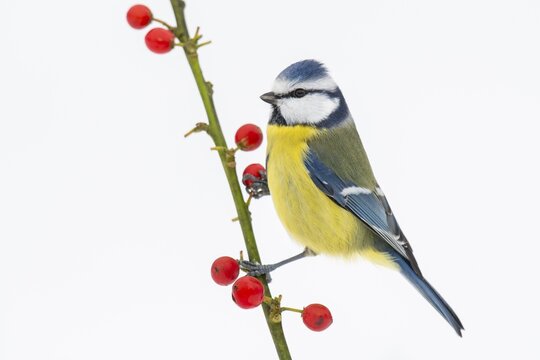 Blue tit (Cyanistes caeruleus) (Syn.: Parus caeruleus) in winter on a branch with red berries, Germany