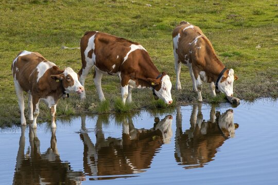 Cows on the alpine pasture, Tyrolean Simmental cattle, at the Salfeins Lake, Salfeins-Alm, Stubai Alps, Tyrol, Austria