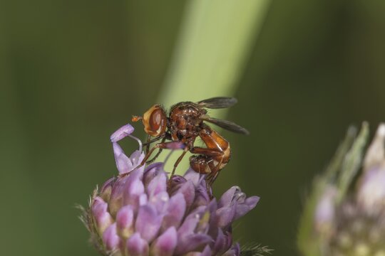 Close-up of a broad-fronted bladderwrack (Sicus ferrugineus) on a flower of the forest widow flower, Baden-W&uuml;rttemberg, Germany