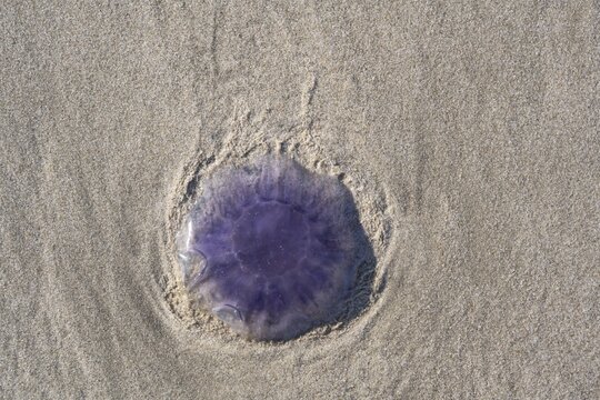 Blue jellyfish (Cyanea lamarckii) on a sandy beach, Lower Saxony Wadden Sea, Juist Island, East Frisia, Lower Saxony, Germany