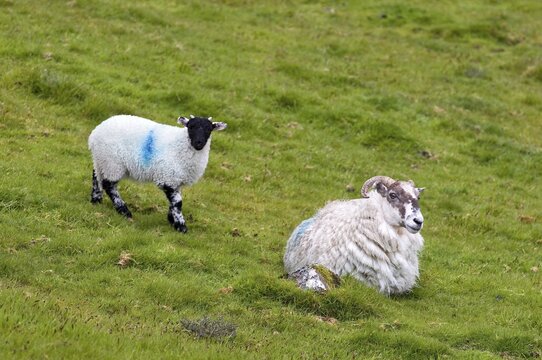 Sheep near Two Bridges Dartmoor National Park Devon England