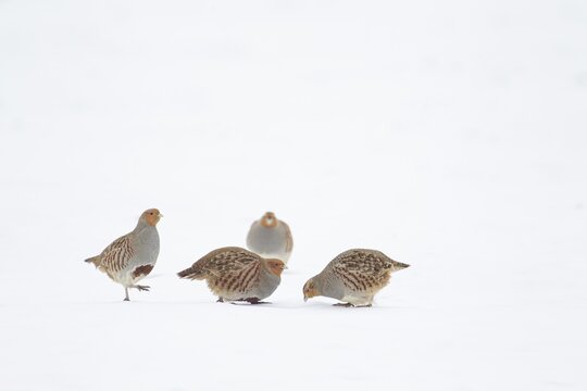 Grey or English partridge (Perdix perdix) four adult birds on a snow covered farmland field in winter, Suffolk, England, United Kingdom