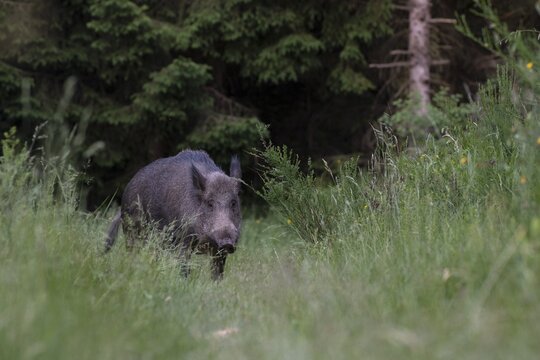 Boar in a clearing in summer, Wittlich, Rhineland-Palatinate, Germany