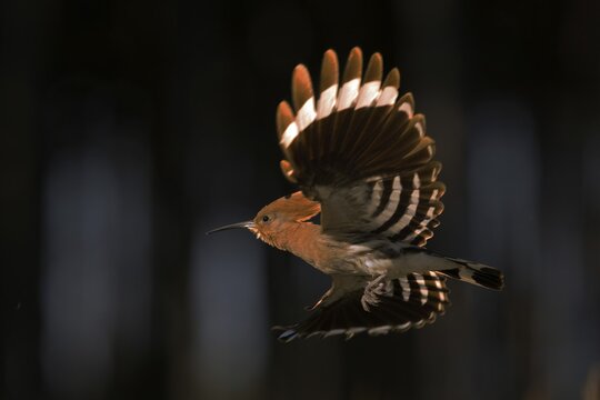 Hoopoe (Upupa epops) in flight, Middle Elbe Biosphere Reserve, Germany