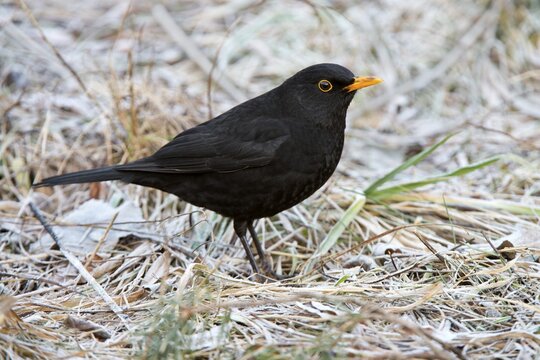 Blackbird (Turdus merula), male, Tyrol, Austria