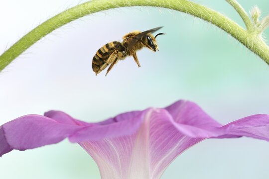 Sweat Bee (Halictus scabiosae), female, in flight, at a Morning glory (Ipomoea), Germany