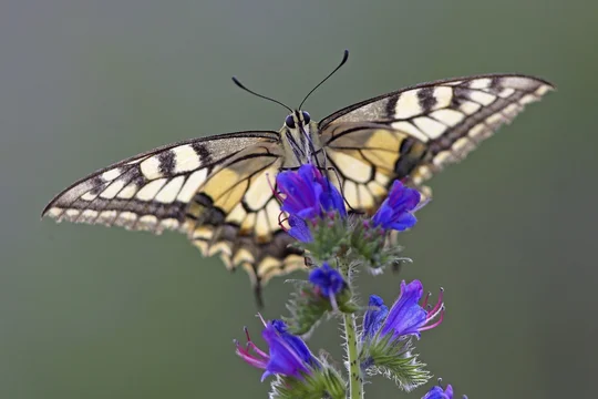 Swallowtail (Papilio machaon) sitting on Viper's bugloss (Echium vulgare), Hesse, Germany
