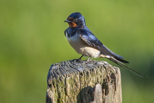 Barn swallow (Hirundo rustica) sitting on pasture pole, bird, Schleswig-Holstein, Germany