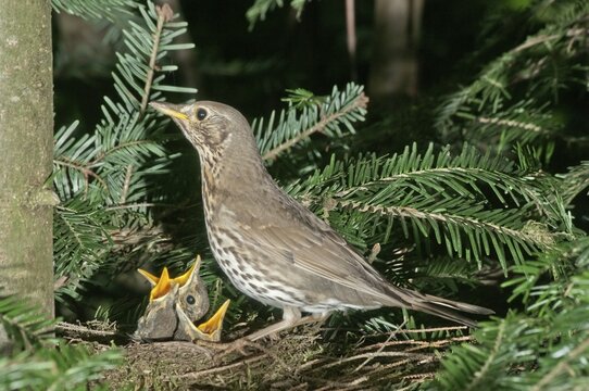 Song thrush (Turdus philomelos) in nest with fledglings, Baden-W&uuml;rttemberg, Germany