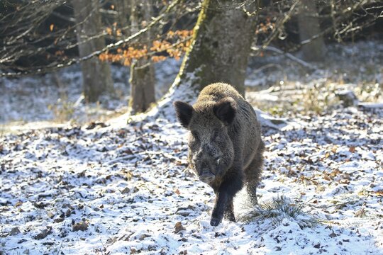Wild boar (Sus scrofa) attacking boar in winter forest, Allg&auml;u, Bavaria, Germany