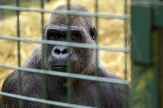 Western Lowland Gorilla Gorilla gorilla gorilla in captivity