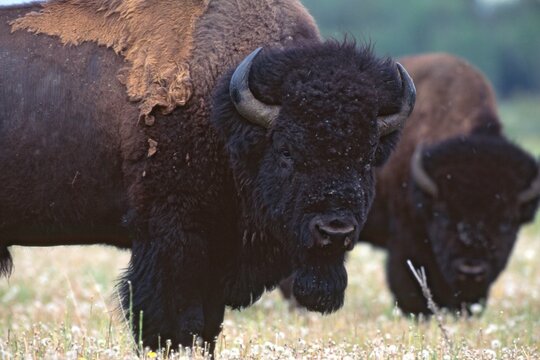 American Buffaloes (Bison bison), Yellowstone National Park, Wyoming, USA