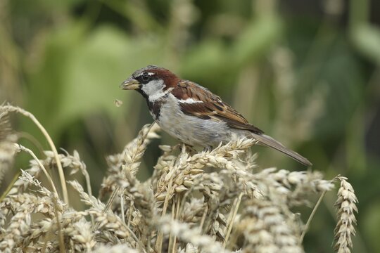 House sparrow (Passer domesticus) male pecking grains from ear in wheat field, Allg&auml;u, Bavaria, Germany
