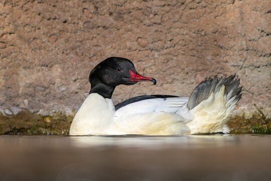 Goosander (Mergus merganser), male, swimming at the water's edge, captive, Alpine Zoo, Innsbruck, Tyrol, Austria