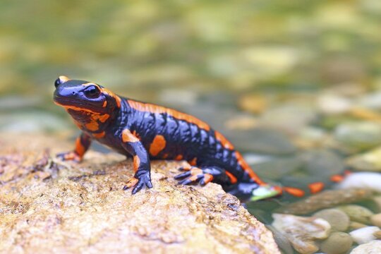 Orange Fire salamander (Salamandra salamandra), Rare colour variation, Solms, Hesse, Germany
