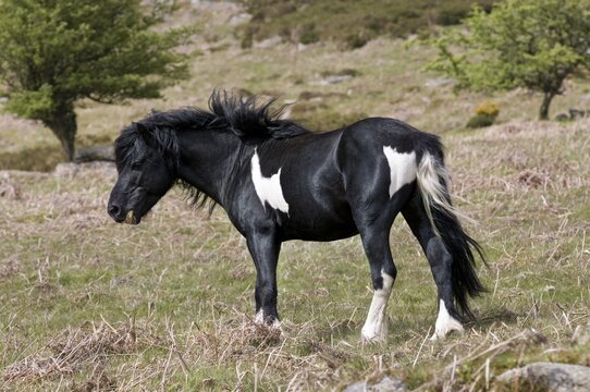 Pony stallion Dartmoor National Park Devon England