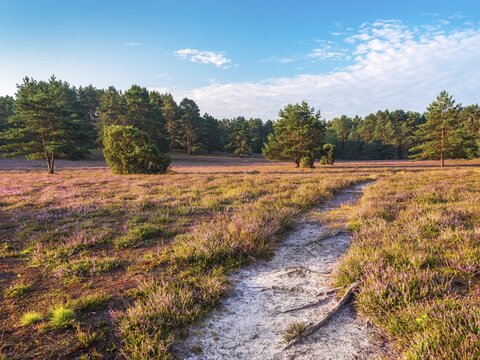 Hiking trail through typical heath landscape with flowering heather, L&uuml;neburg Heath, Lower Saxony, Germany