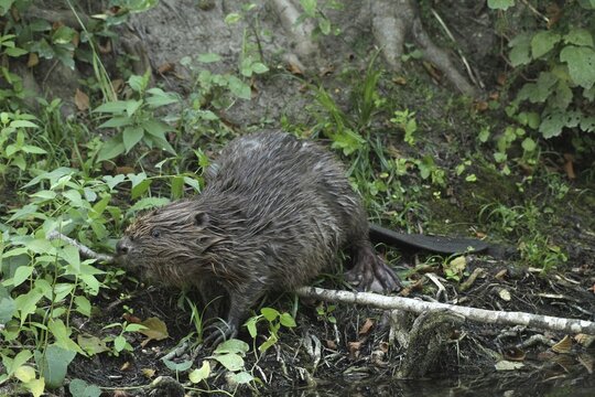 European beaver (Castor fiber) young on land, Allg&auml;u, Bavaria, Germany