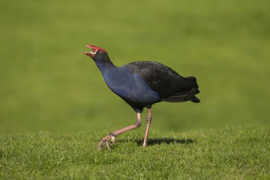 Australasian swamphen (Porphyrio melanotus) adult bird feeding in a park, Melbourne, Victoria, Australia