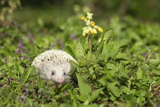 European Hedgehog (Erinaceus europaeus) albino, adult amongst springtime flowers, Suffolk, England, United Kingdom