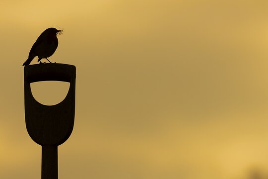 European robin (Erithacus rubecula) adult bird with nesting material in its beak on a garden fork handle at sunrise, Suffolk, England, United Kingdom