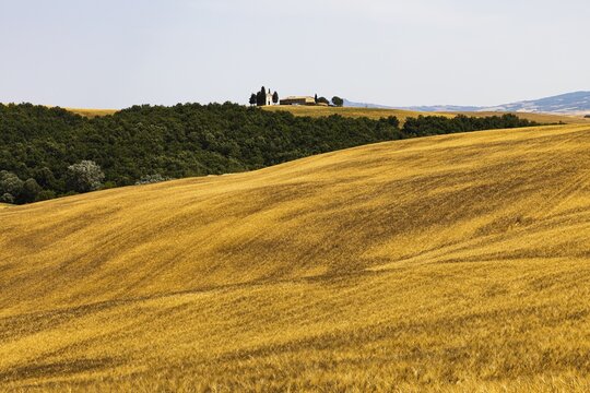 Cornfield in front of harvest, in the back the chapel of the Madonna di Vitaleta, near San Quirico dOrcia, Tuscany, Italy