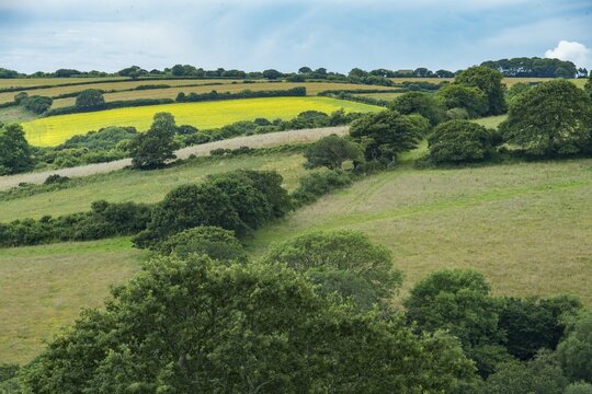 Typical Cornish landscape with meadows, hedges and stone walls, Newquay, Cornwall, Great Britain