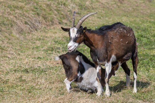 Tauernschecken domestic goat, Eggen-Hof, Vomp, Tyrol, Austria