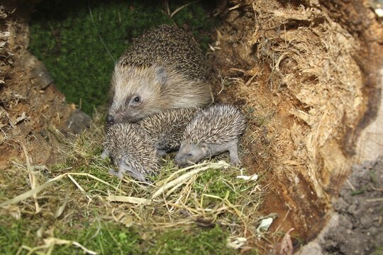 European hedgehog (Erinaceus europaeus) female with 13-day-old young, just opening their eyes, Allg&auml;u, Bavaria, Germany
