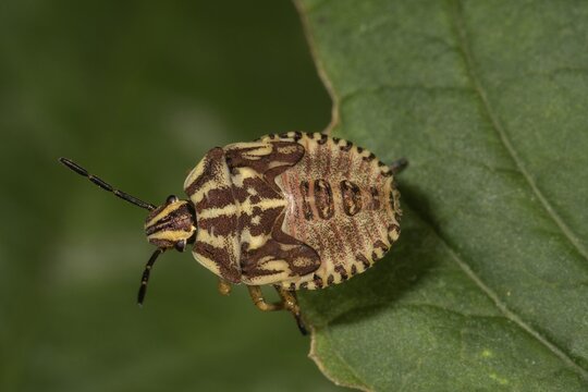 Carpocoris purpureipennis (Carpocoris purpureipennis), Larva in the last molting stage on a leaf, Baden-W&uuml;rttemberg, Germany
