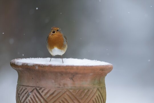 European robin (Erithacus rubecula) adult bird singing on a snow covered garden flower pot, Suffolk, England, United Kingdom