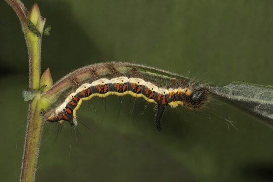 Gray dagger (Acronicta psi) adult caterpillar feeding on auric willow (Salix aurita), Baden-W&uuml;rttemberg, Germany