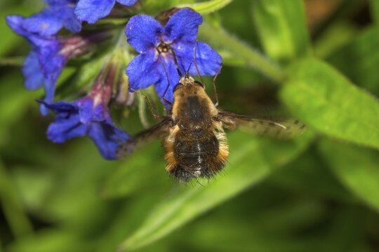 Spotted woolly hawk moth (Bombylius discolor) on blue-red stonecrop (Buglossoides purpurocaerulea), Baden-W&uuml;rttemberg, Germany