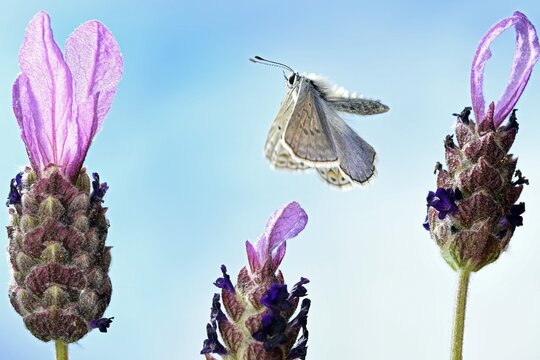 Common blue butterfly, male (Polyommatus icarus) flying on flowers from French lavender (Lavandula stoechas), Germany