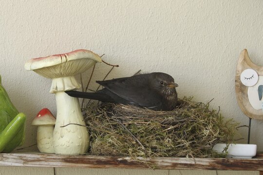 Blackbird (Turdus merula) female in nest on the balcony of a house, Allg&auml;u, Bavaria, Germany