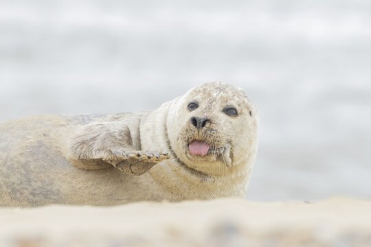 Grey seal (Halichoerus grypus) adult animal resting on a beach with its tongue sticking out, Norfolk, England, United Kingdom