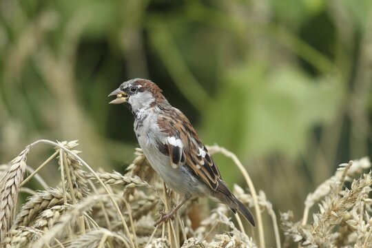 House sparrow (Passer domesticus ) Food intake in the wheat field, Allg&auml;u, Bavaria, Germany