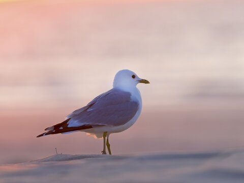 Common gull (Larus canus), Texel Island, Netherlands