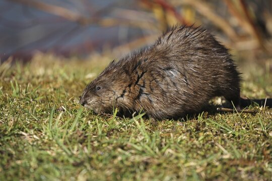 Muskrat (Ondatra zibethicus) on the lakeshore, Allg&auml;u, Bavaria, Germany