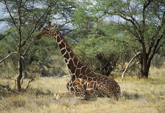 Reticulated Giraffe ( Giraffa camelopardalis reticulata) - Samburu National Reserve - Kenya