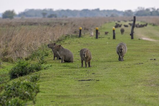 Capybaras (Hydrochoerus hydrochaeris), Cambyret&aacute;, Esteros del Iber&aacute;, Corrientes Province, Argentina