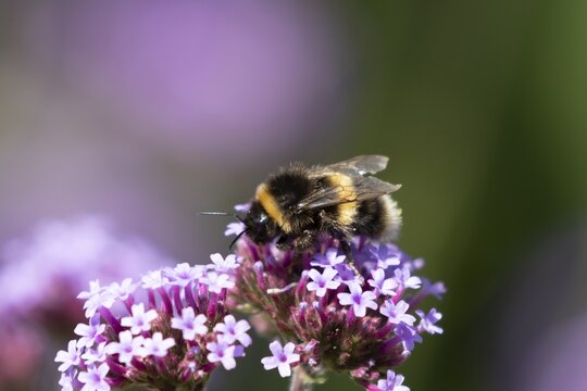 Buff tailed bumblebee (Bombus terrestris) adult bee on a garden Verbena purple flower, England, United Kingdom