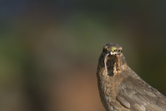 Eurasian blackbird (Turdus merula) adult female bird with worms for food in its mouth, Suffolk, England, United Kingdom