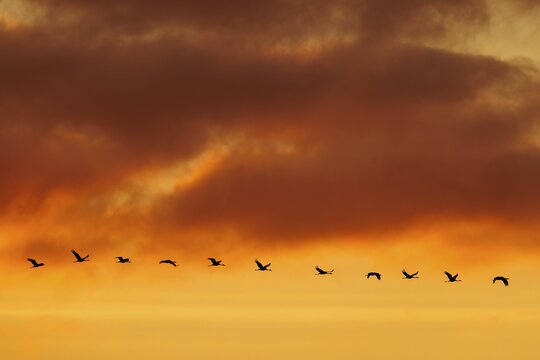 A loose row of flying birds in front of an orange-coloured, hazy sky at sunset, crane (Grus grus) wildlife, Western Pomerania Lagoon National Park, Zingst, Mecklenburg-Western Pomerania, Germany