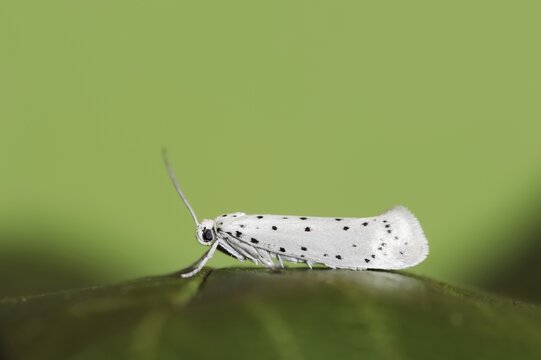 Orchard ermine (Yponomeuta padella), North Rhine-Westphalia, Germany