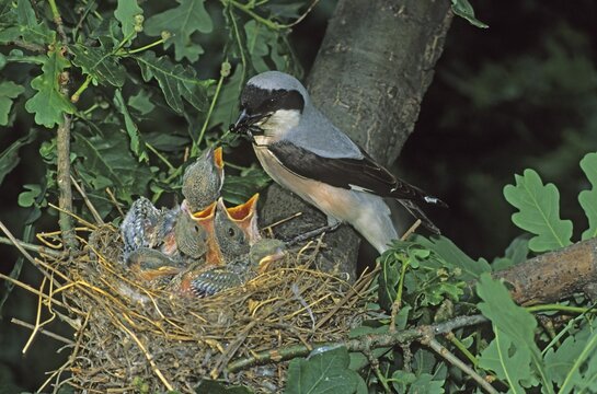 Lesser Gray Shrike (Lanius minor) adult feeding young in the nest, Hortob&aacute;gy, Hungary, Europe