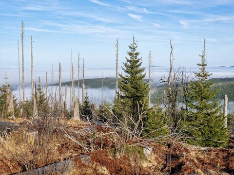 Dead forest with natural regeneration on the Dreisesselberg (1333m) on the border with the Czech Republic, Haidm&uuml;hle, Bavarian Forest, Lower Bavaria, Bavaria, Germany