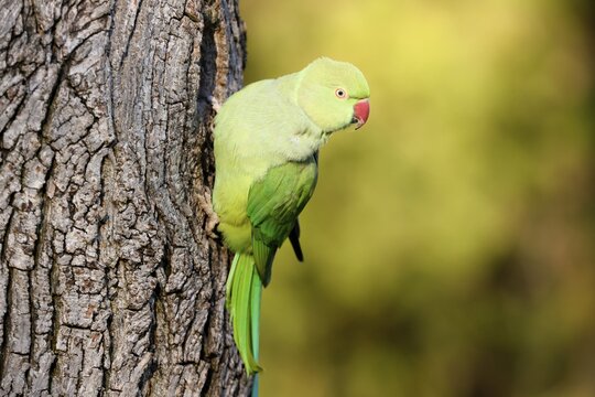 Rose-ringed parakeet (Psittacula krameri) hanging from a tree at the brood den, wildlife, Germany